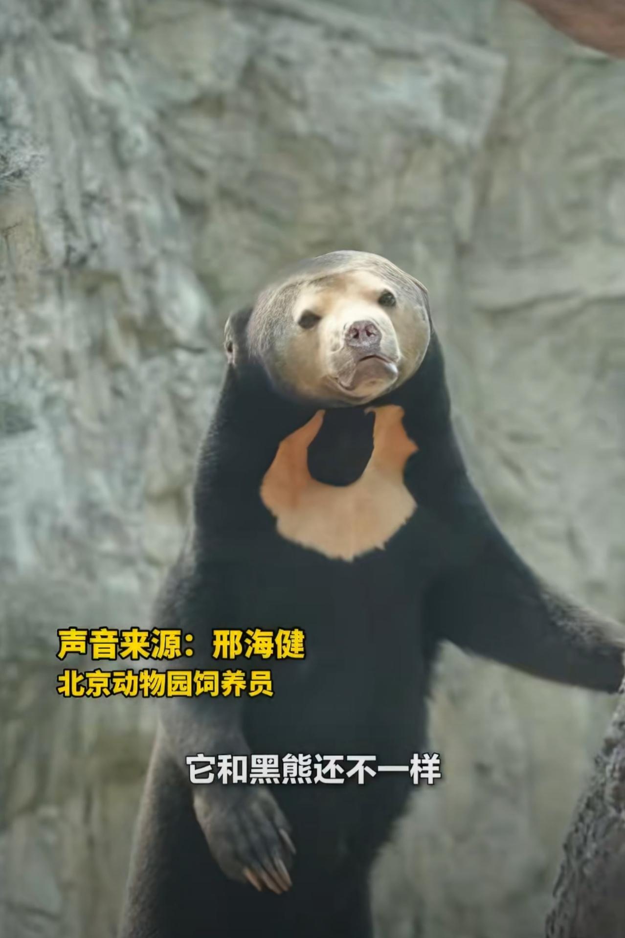 北京动物园这个马来熊，是个新住户，名字叫石榴，胸前这个“围兜”，太有喜感了，还有