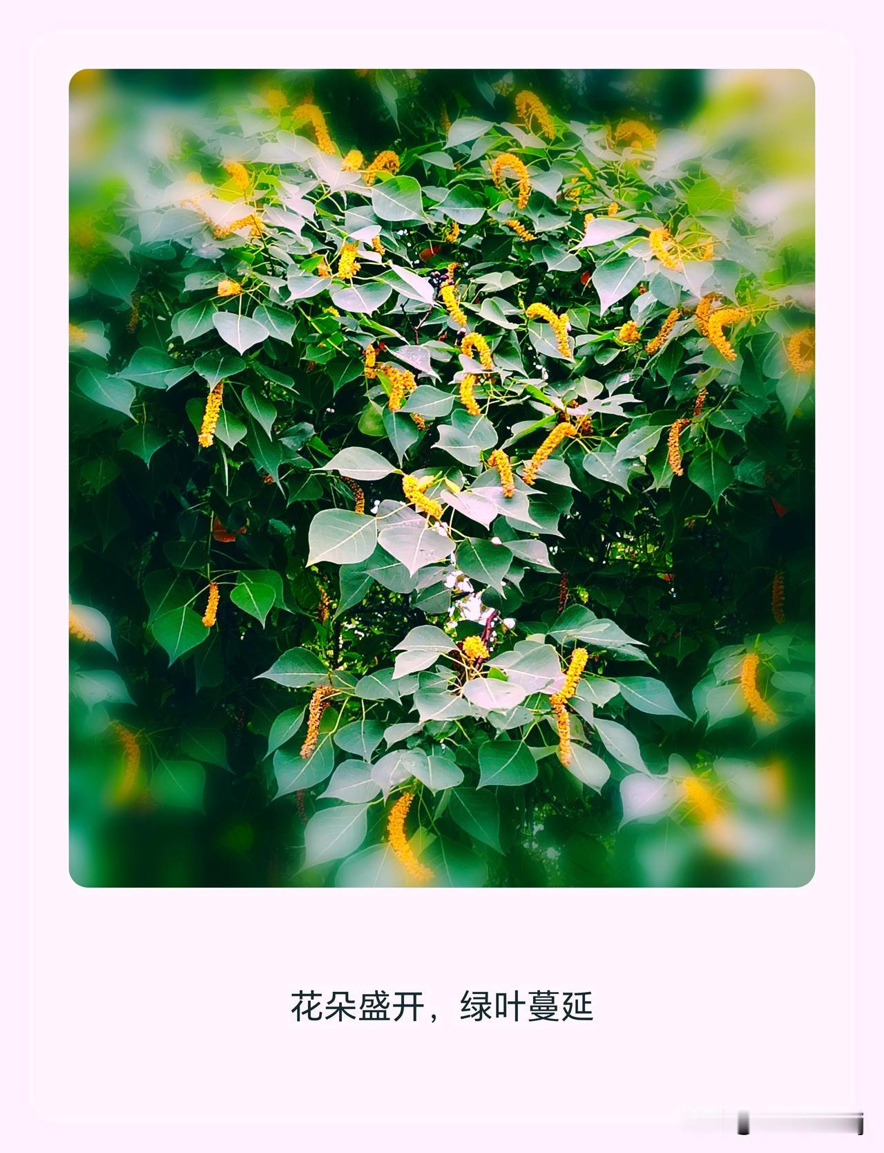 随手拍下初夏美景