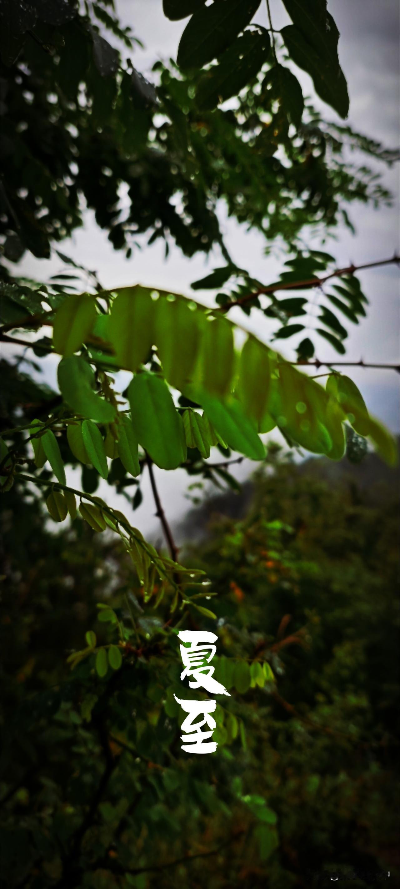 夏至是盛夏的起点，小城却是清凉凉的雨水天气。从昨晚一直落到现在，似万千颗银珠倾泻