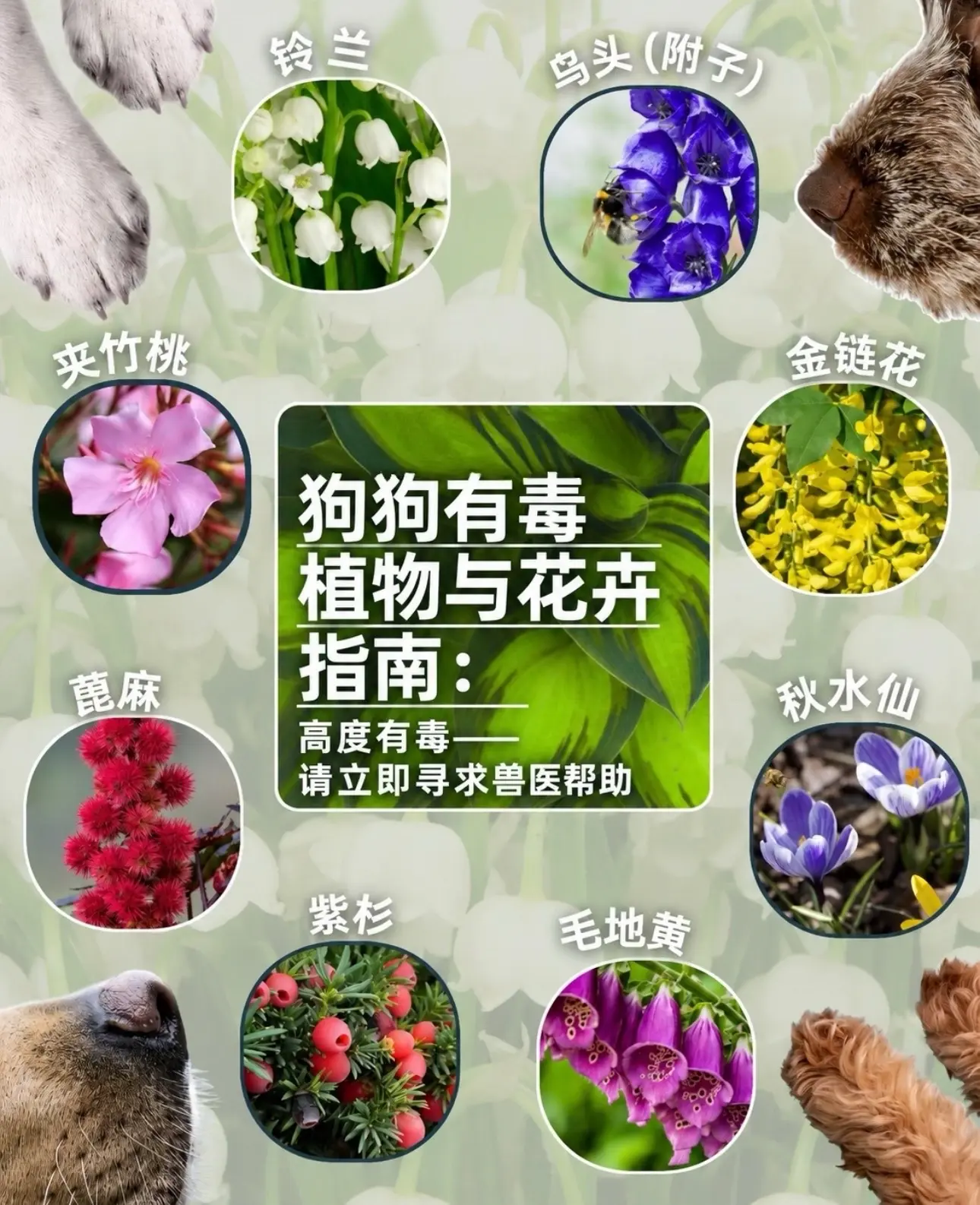 并非所有所谓“有毒植物”的危险等级都相同。并非所有所谓“有毒植物”的危...