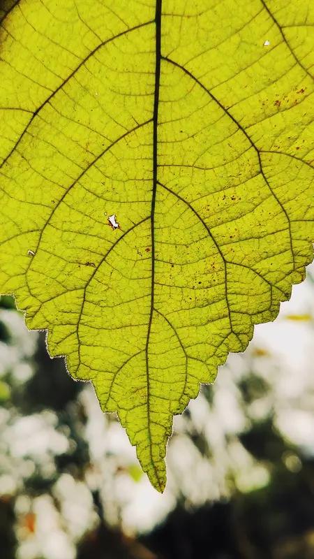 上联：花开花谢花满径；
下联：叶生叶落叶随风。