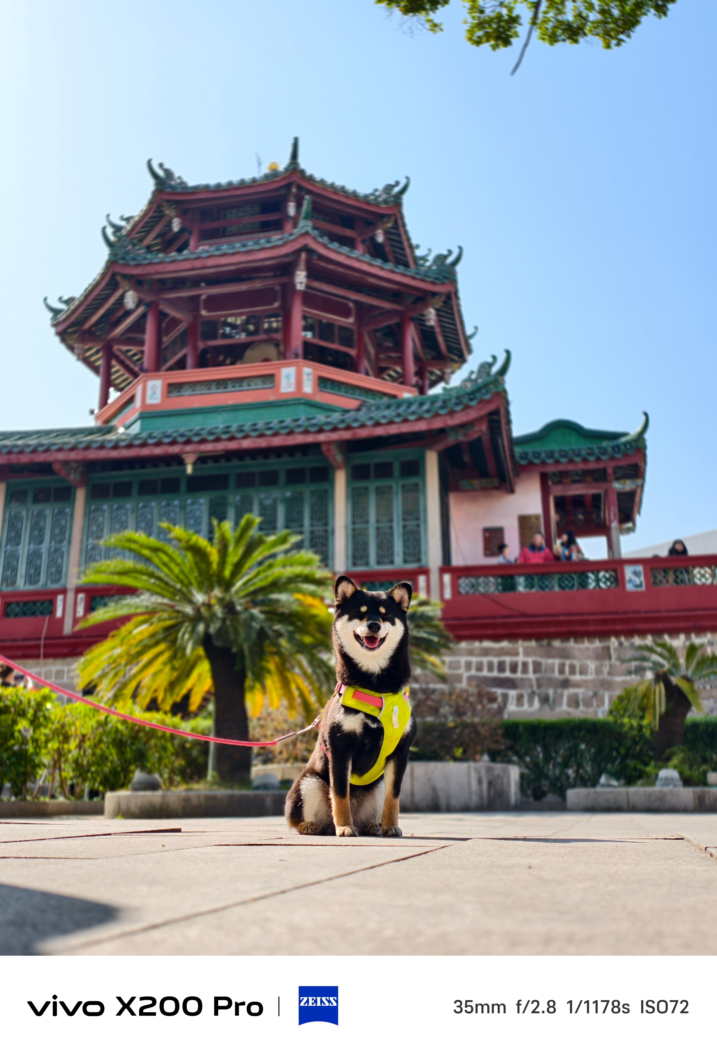 带当当在揭阳市区溜达溜达，这小子出门后对哪都好奇，我走东她就跑西，完全不听指挥，