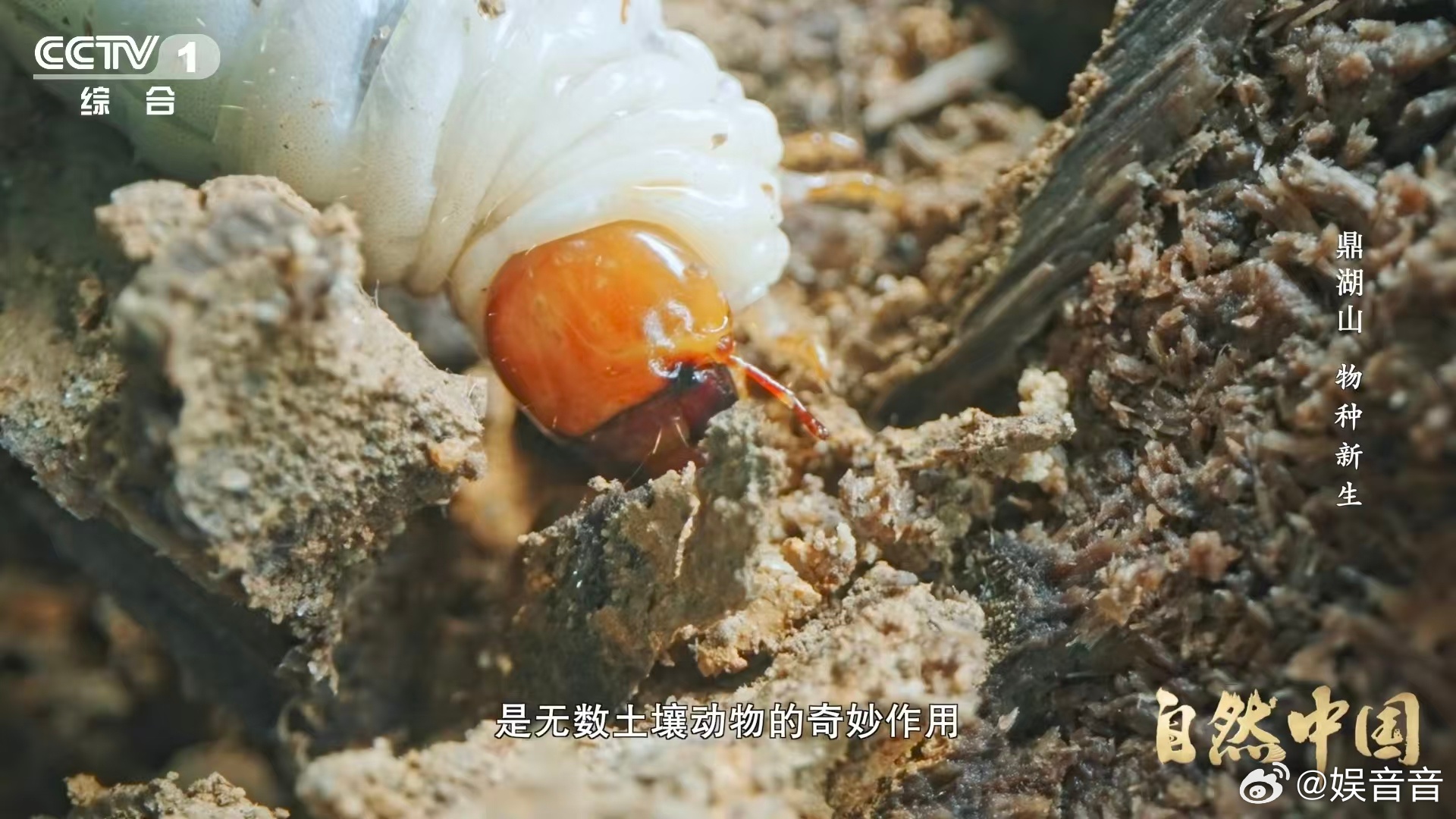 土壤的土腥味从何而来 终于解开多年疑惑🤔土腥味并非凭空产生，而是土壤中微生物代