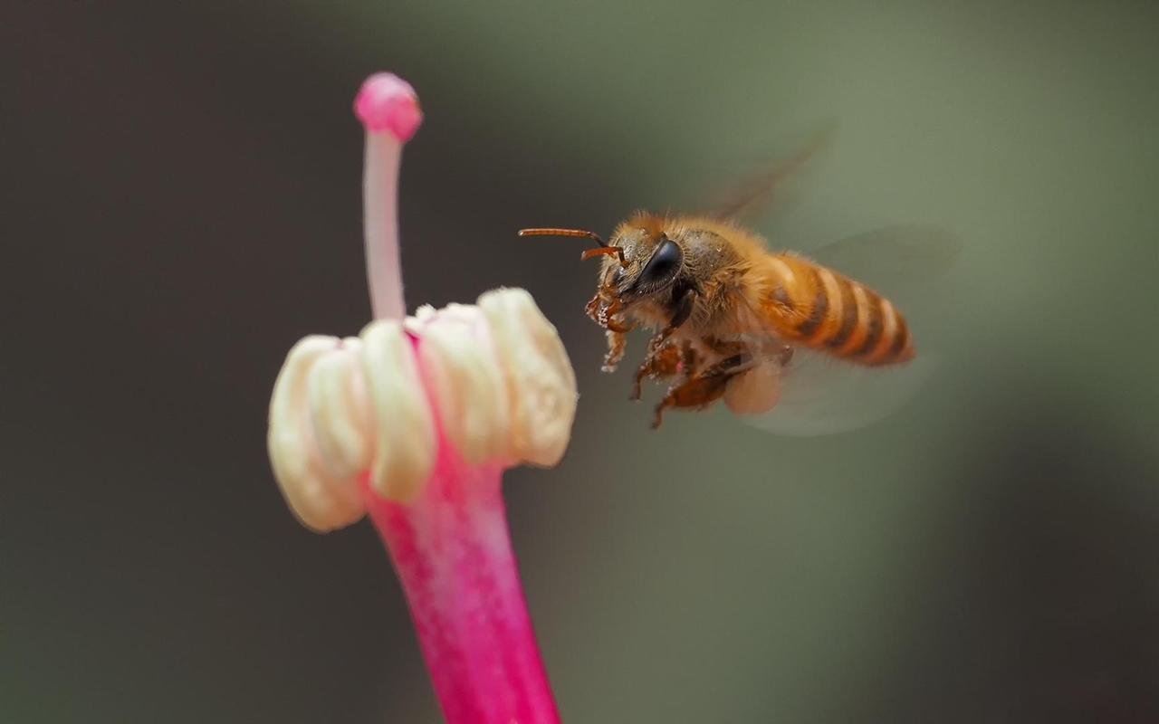上联:柳绿勾闲鹭
下联:红蕊诱繁蜂
友友请邀对下联 友友请邀下联 友友请赐上联