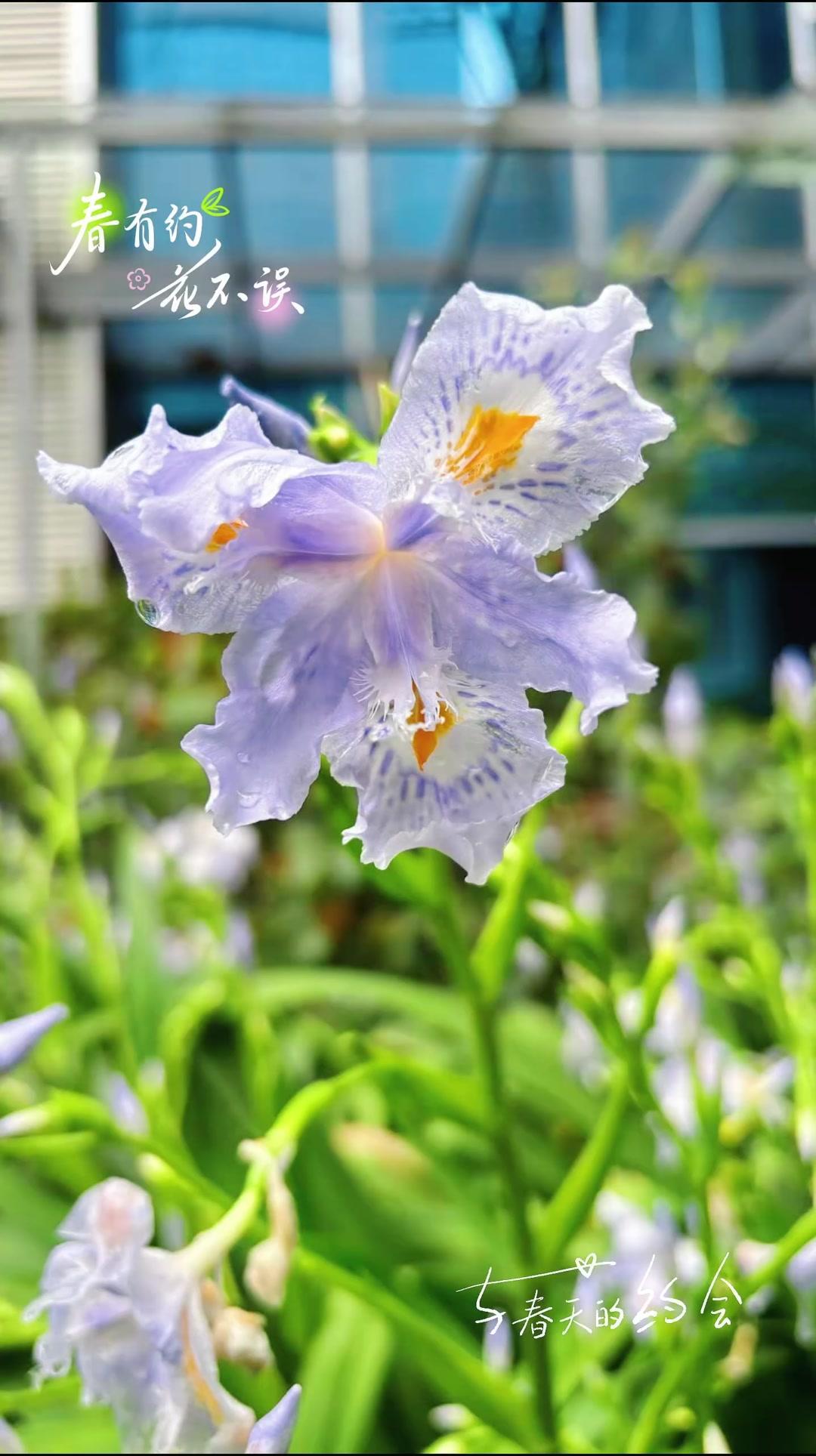 今天是女神节，突然觉得爱自己最好的方式，就是和春天来场约会。抬头看看蓝天，低头摸