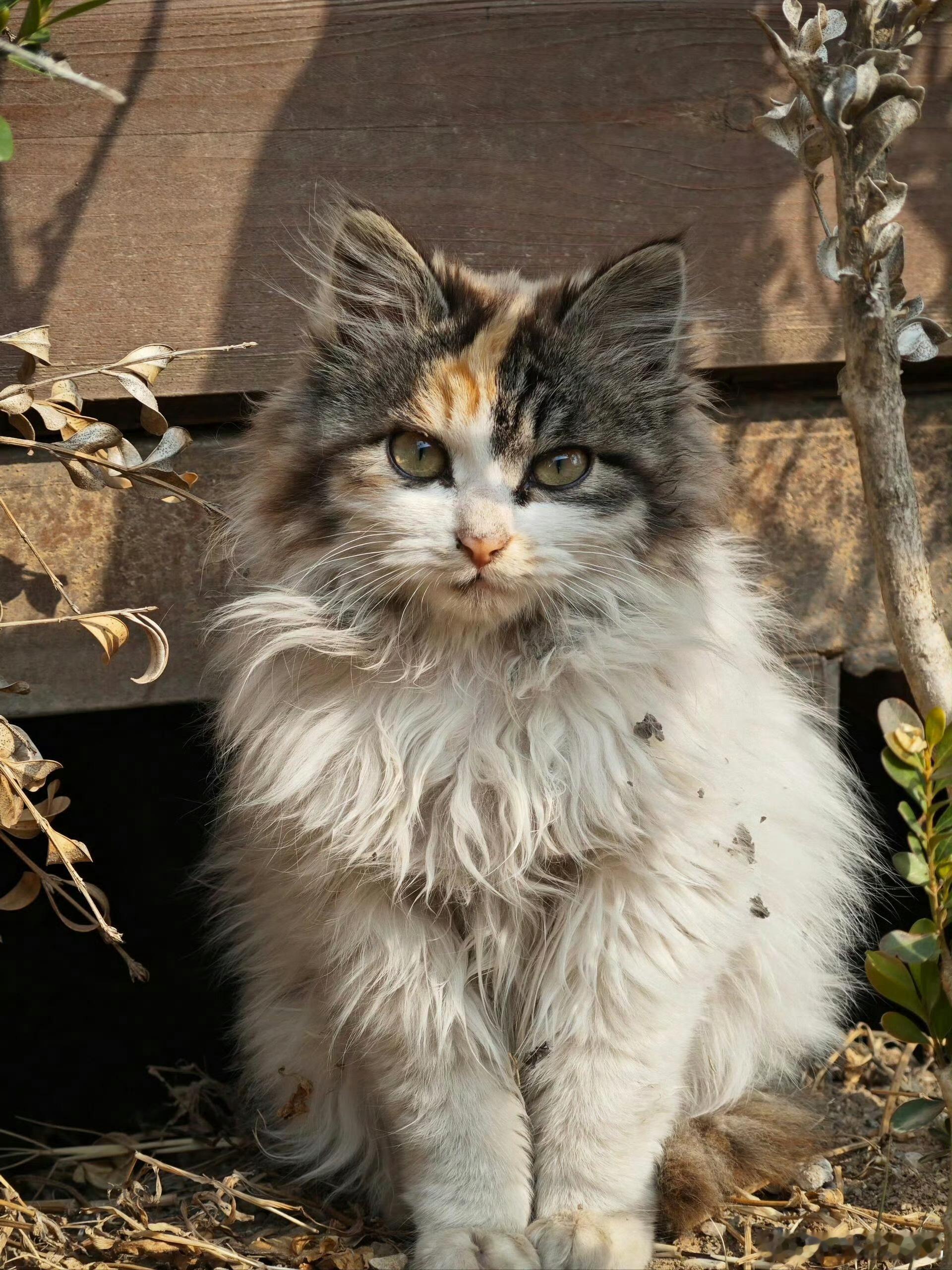 【脏脏包】脏脏包小猫，依然很可爱🥺 