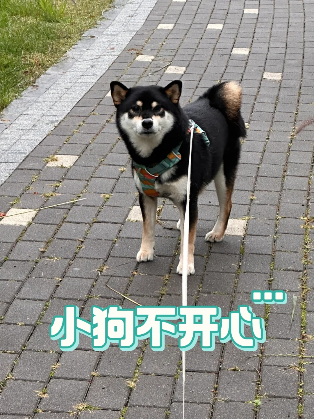 小狗不喜欢下雨天