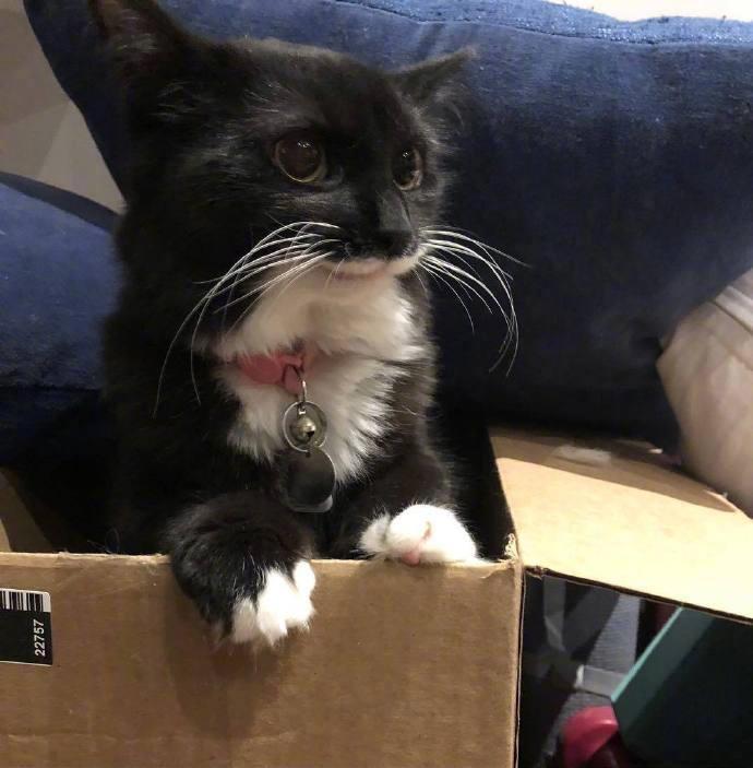 家的小猫咪，从小一幅微笑脸，看起来每天的很开心的样子呢
