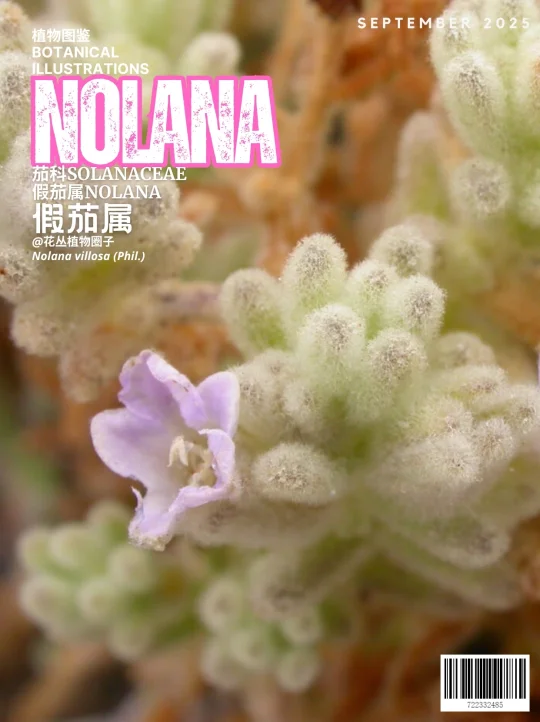 秘鲁钟花Peruvian bell flower
