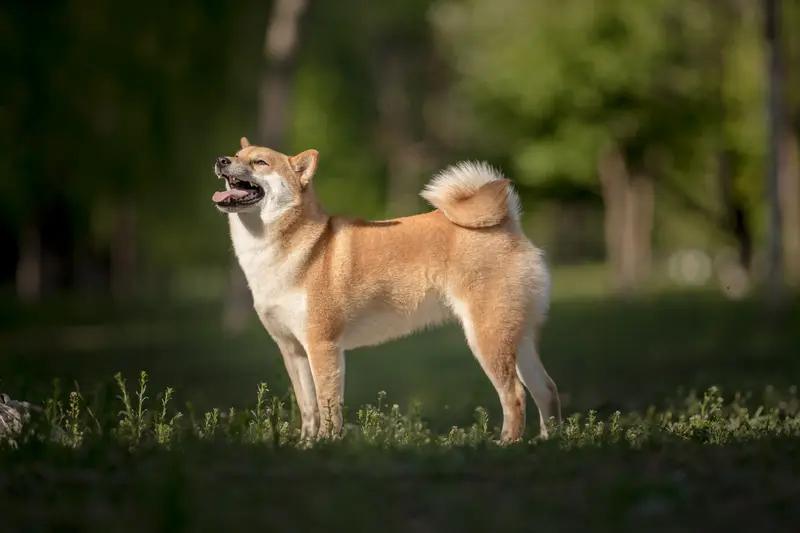 你知道吗，我们小区里有这么一条狗，性子其实挺温顺的，我也知道它不会真咬人。

可