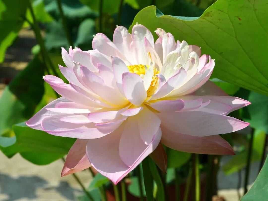 京城花问丨莲花池首次展出观复古莲，800年古莲子如何复活？