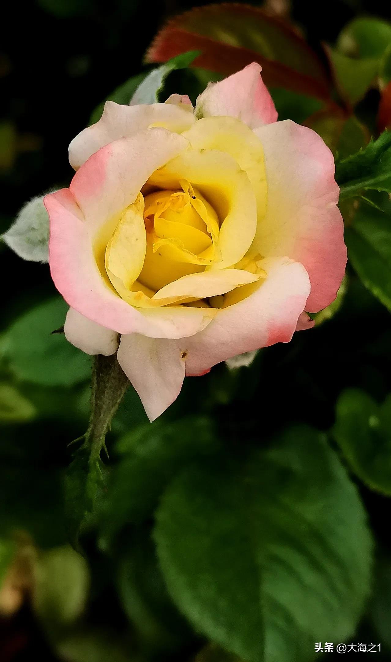 色彩缤纷娇美艳丽的月季花赏析