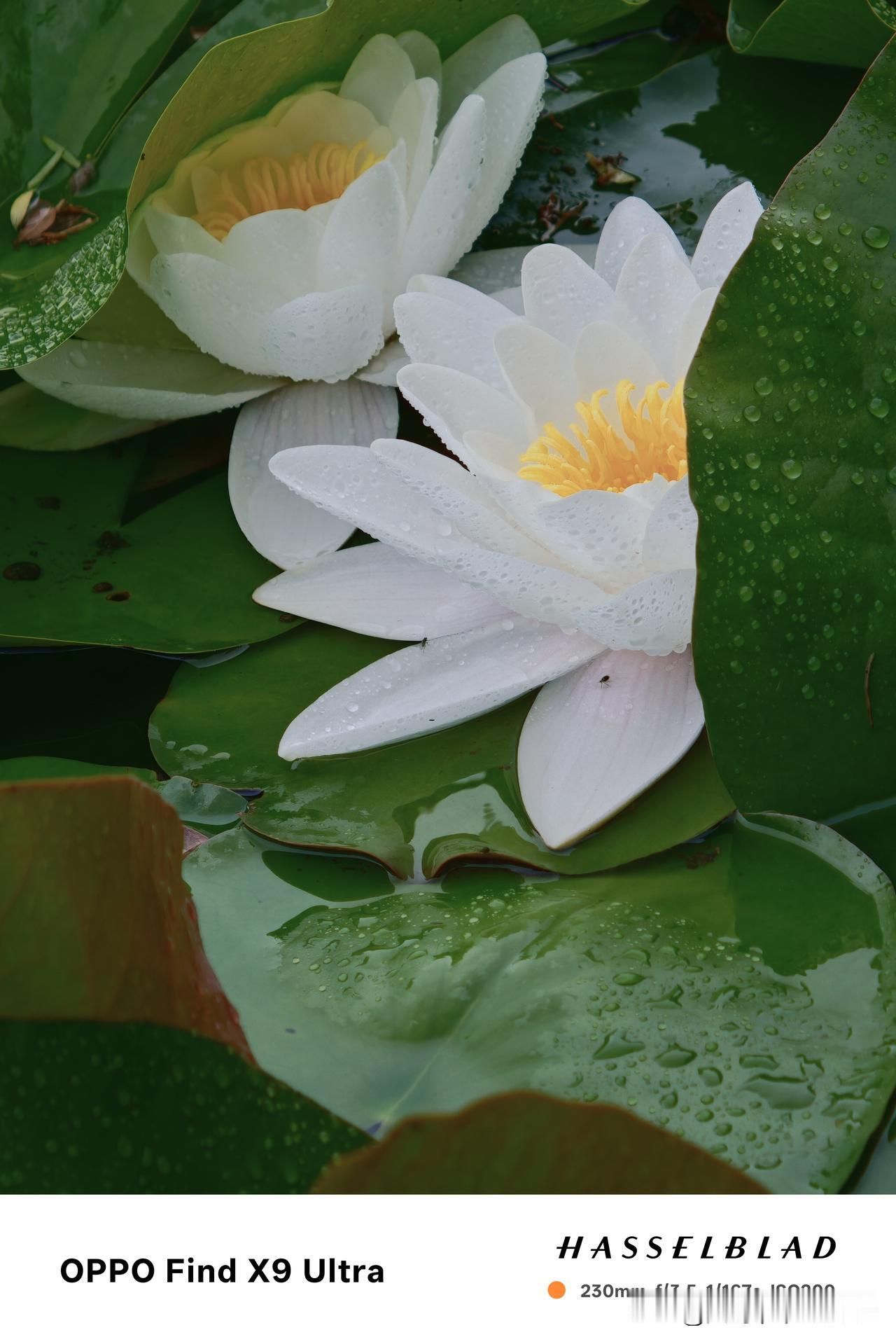 一花一叶一池娇(之十.手机版)——睡莲盛开，洋溢着生命的热烈与奔放，也预告着夏日