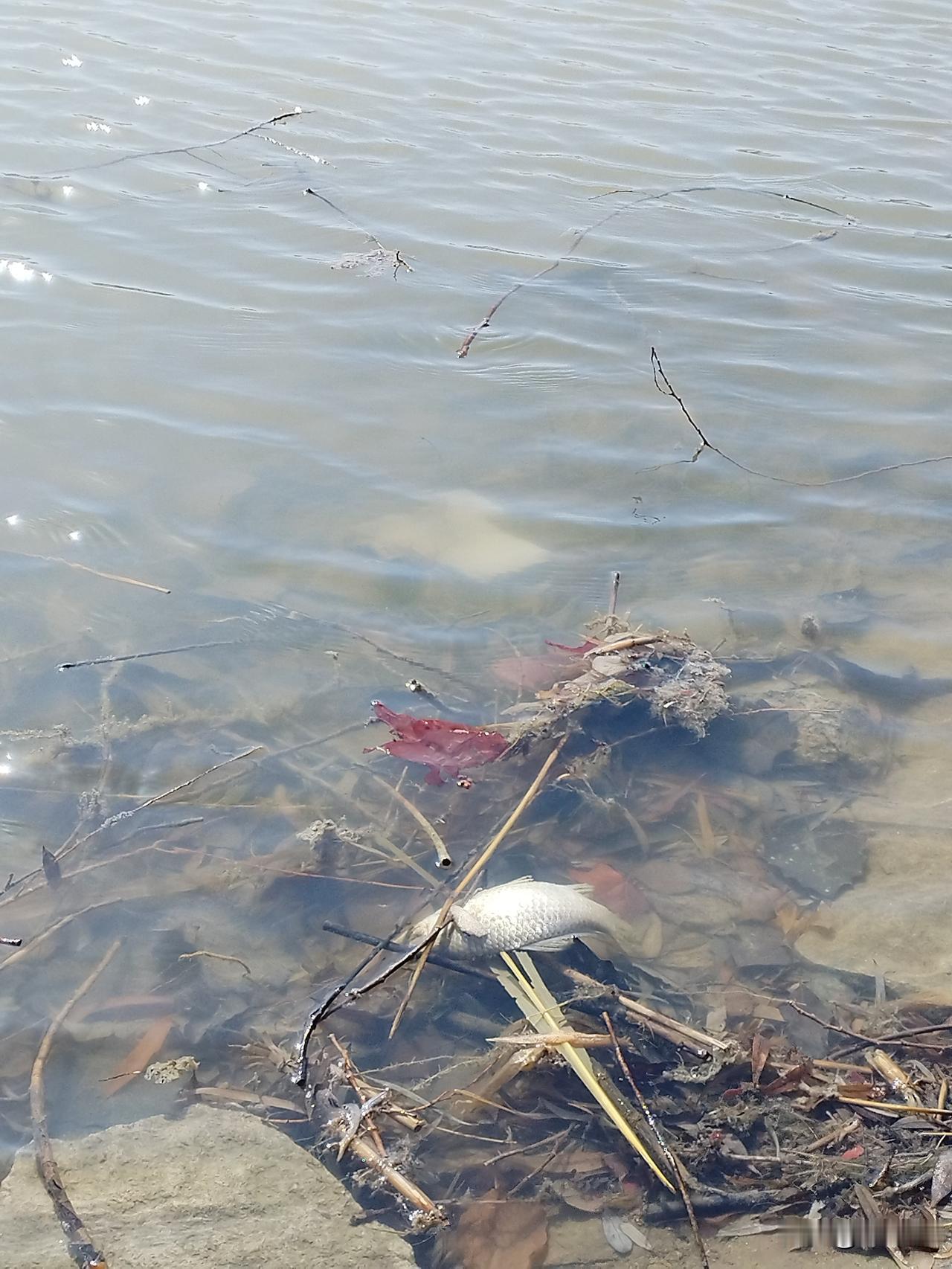 特朗普是一个合格的美国总统吗？我认为是合格的，而且要给他打满100分。
    