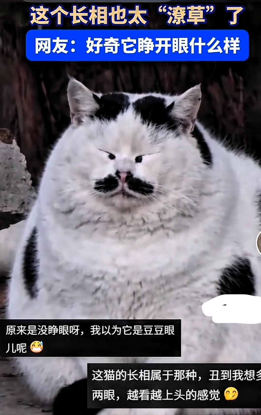 刚刚刷到这样一只猫咪，它的长相独一无二，头顶上两片黑色毛十分对称，再往下看内容更