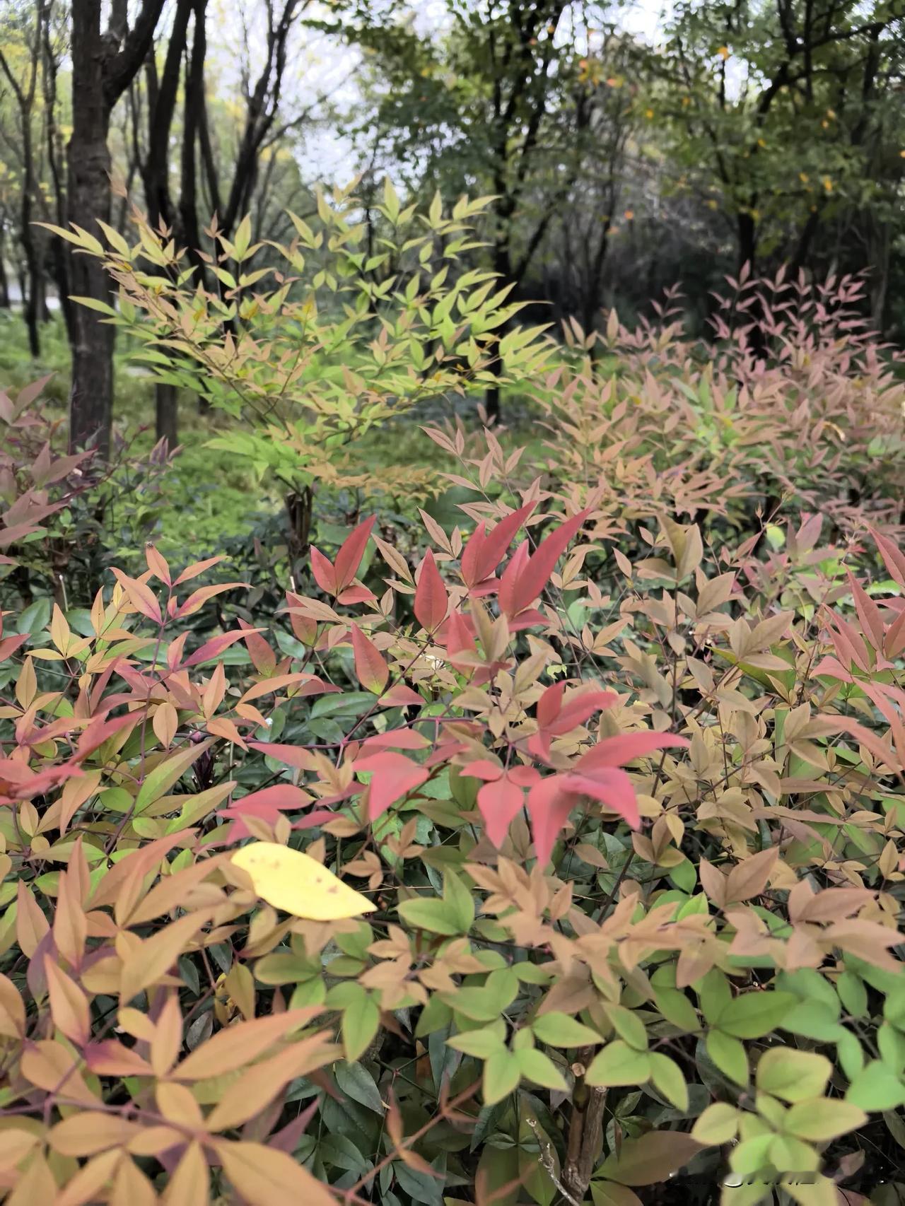 霜降已过，树叶飘零，一叶金黄，落在渐红的南天竹上。秋意无声漫过枝叶，一半青绿，一