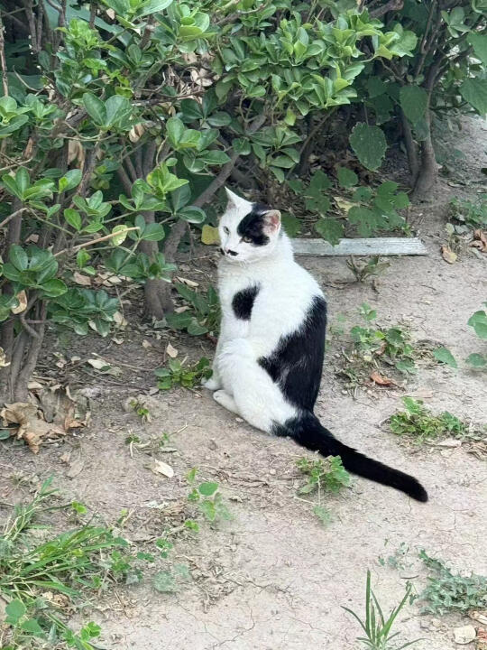 18岁寿星猫拔牙后求最后的避风港。顽强的老猫，18、19岁了，出过车祸...
