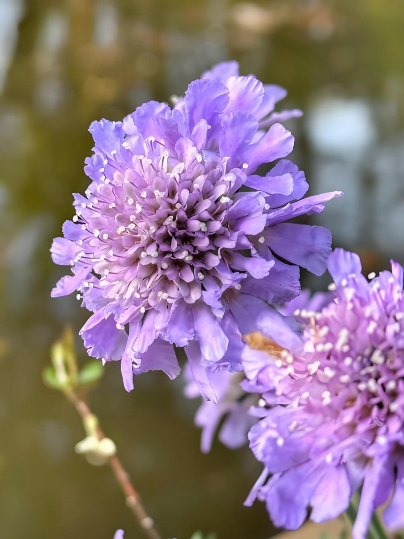‎种植 蓝盆花耐寒好养，花期长，适合地栽或盆栽。核心是光照充足、土壤透气、忌积水