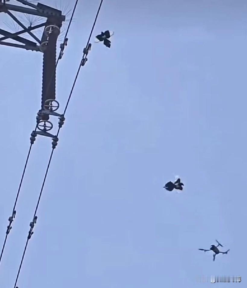 看到一个视频，深有感触：喜鹊妈妈筑巢准备孵化小喜鹊，可是它们千不该万不该选在高压