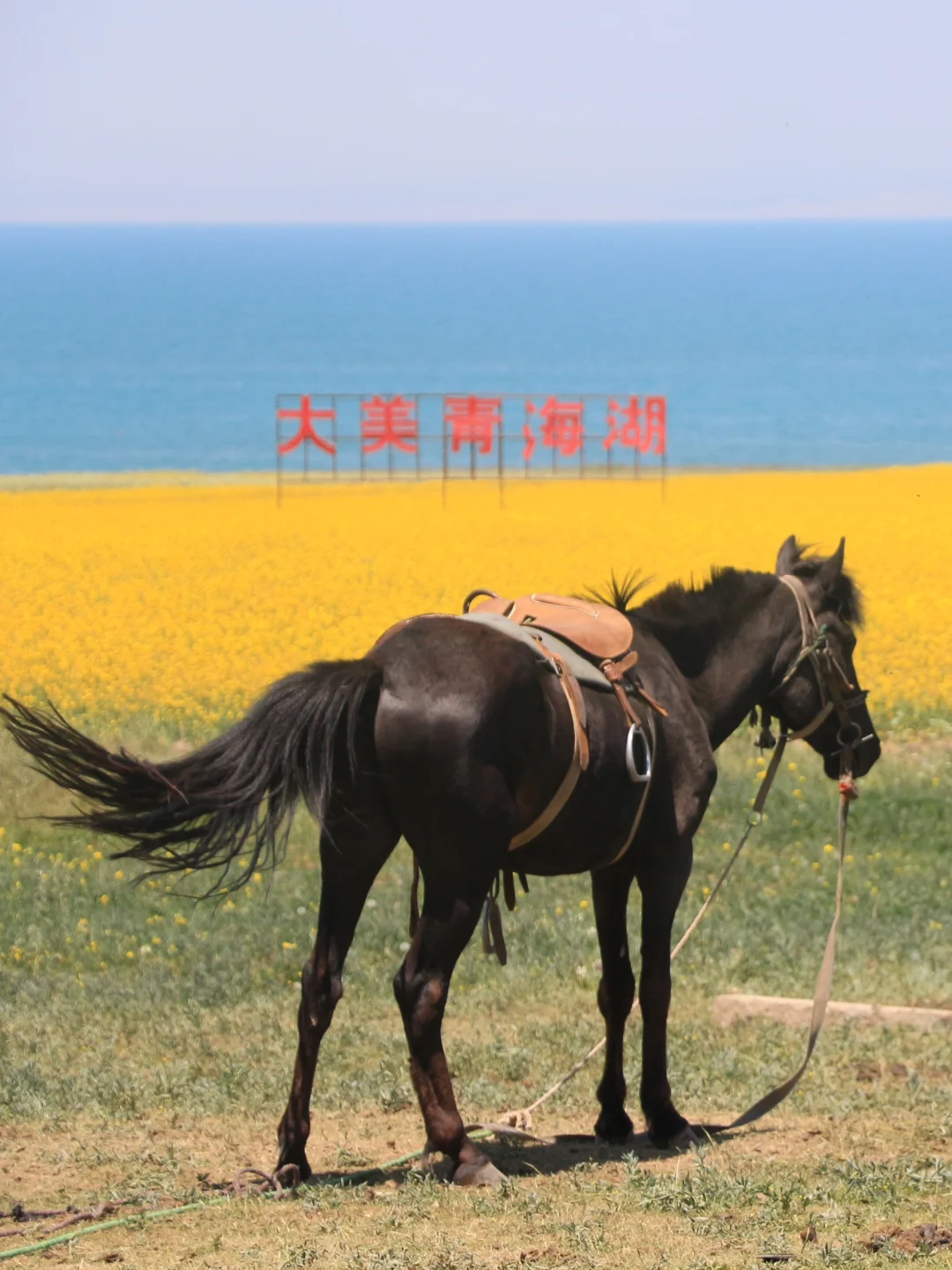 夏天总要看场橘子海！西北租车自驾追日落