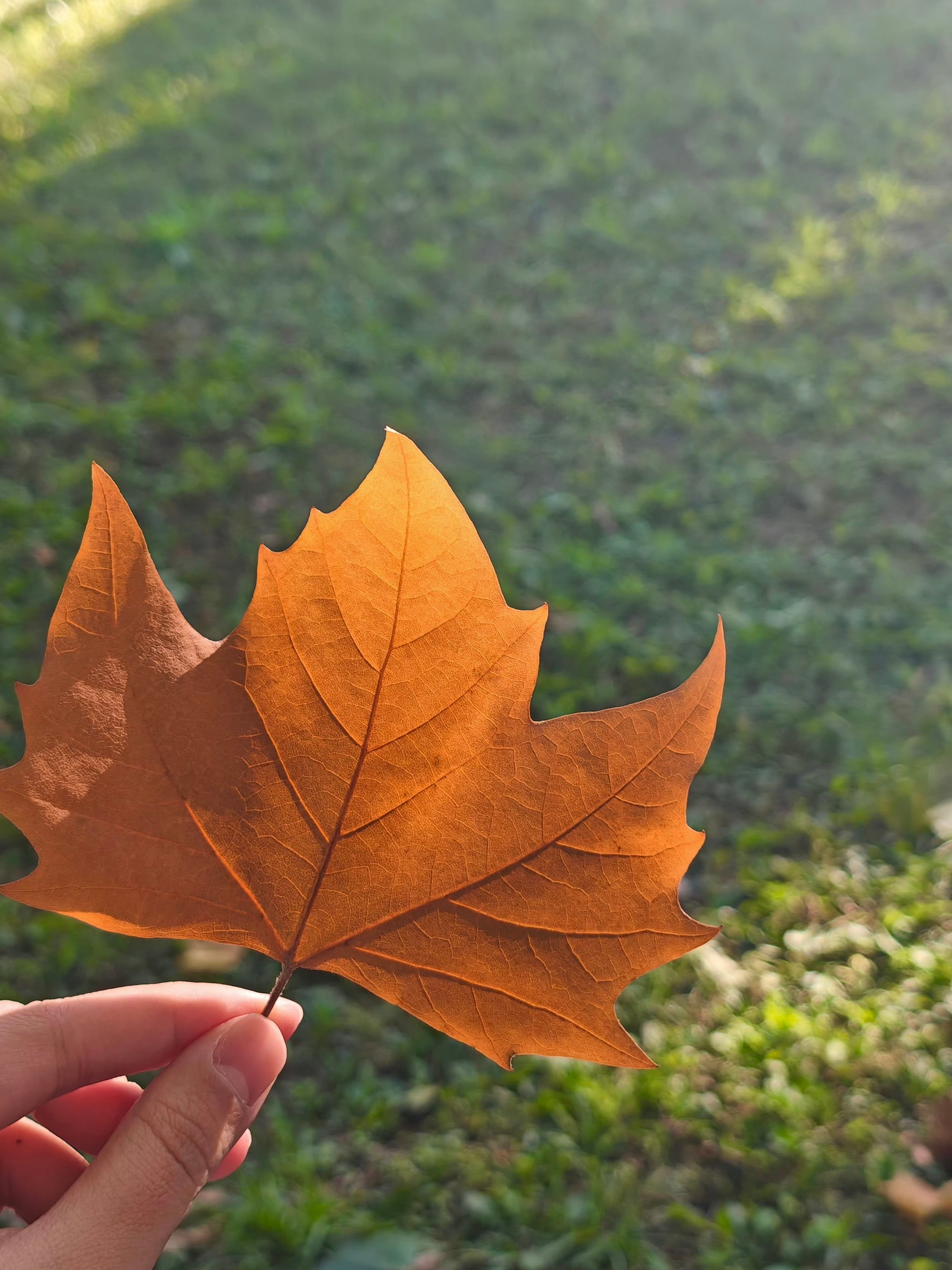 转眼进入深秋，可以在大连来一场秋日限定的citywalk，这条路线可以说简约浪漫
