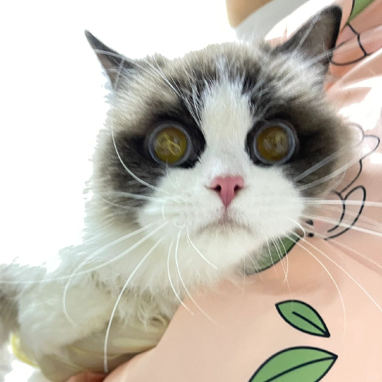 俩大手电安脸上👀
