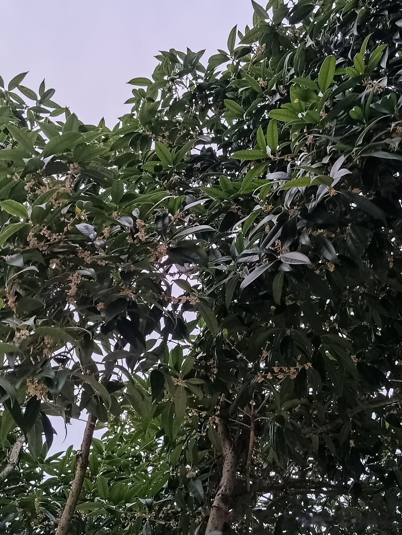 湿地公园路上被桂花香气包围，晚风漫过枝头，细碎桂花簌簌飘落。清甜馥郁的桂香漫溢街