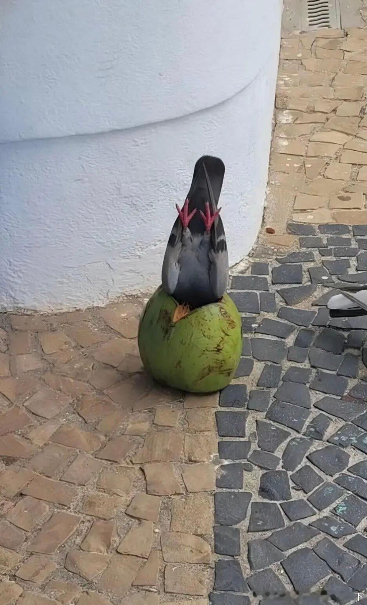 6123自带椰子的椰子鸡 