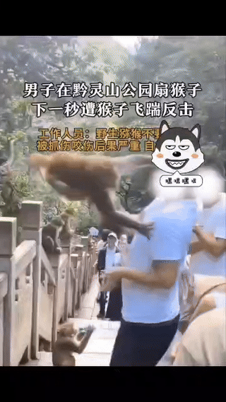 景区人与猴冲突本来就是原生态的世界与我们人为的为了资本获利的碰撞。在我们的世界里
