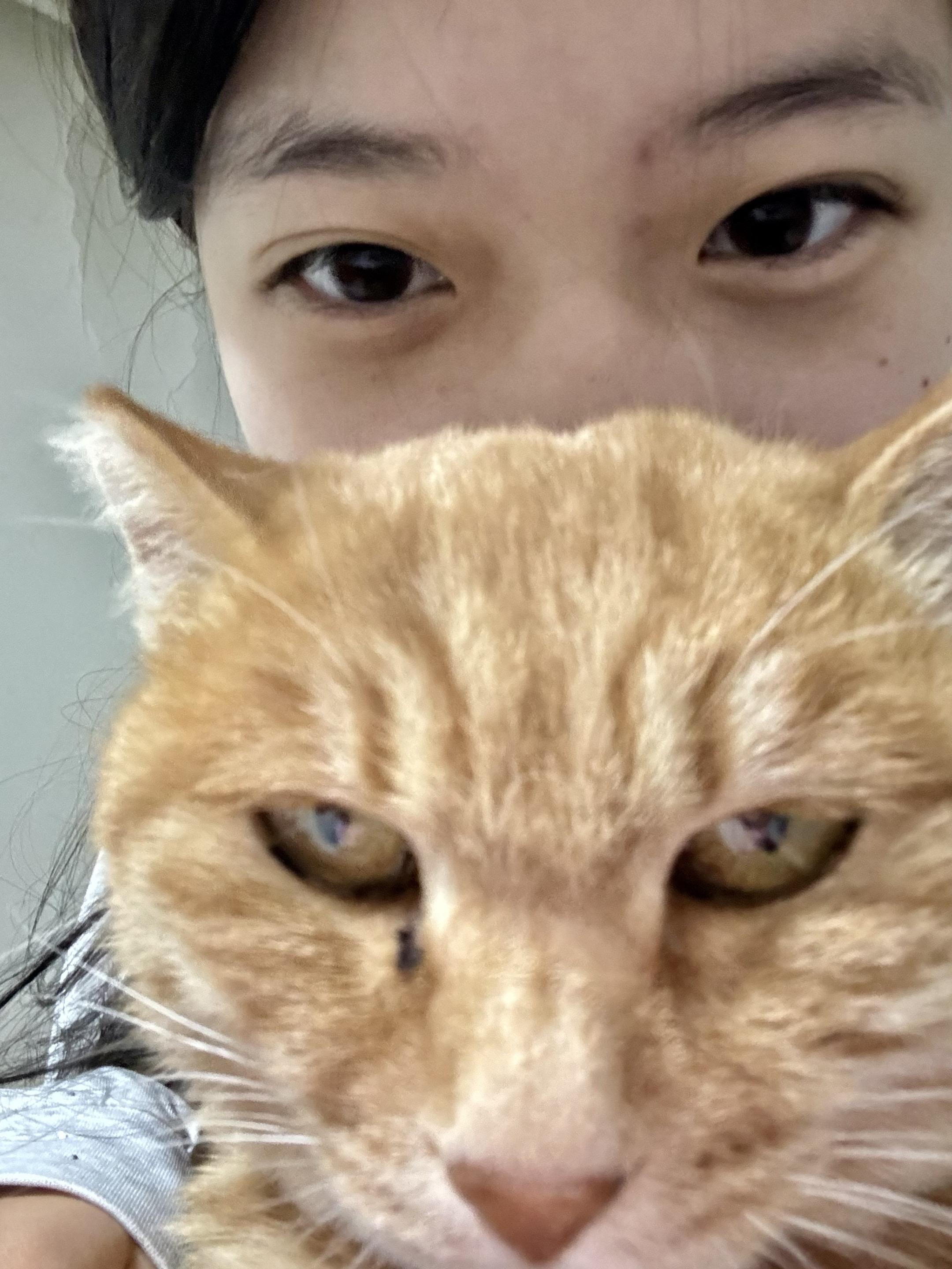 如此美猫
