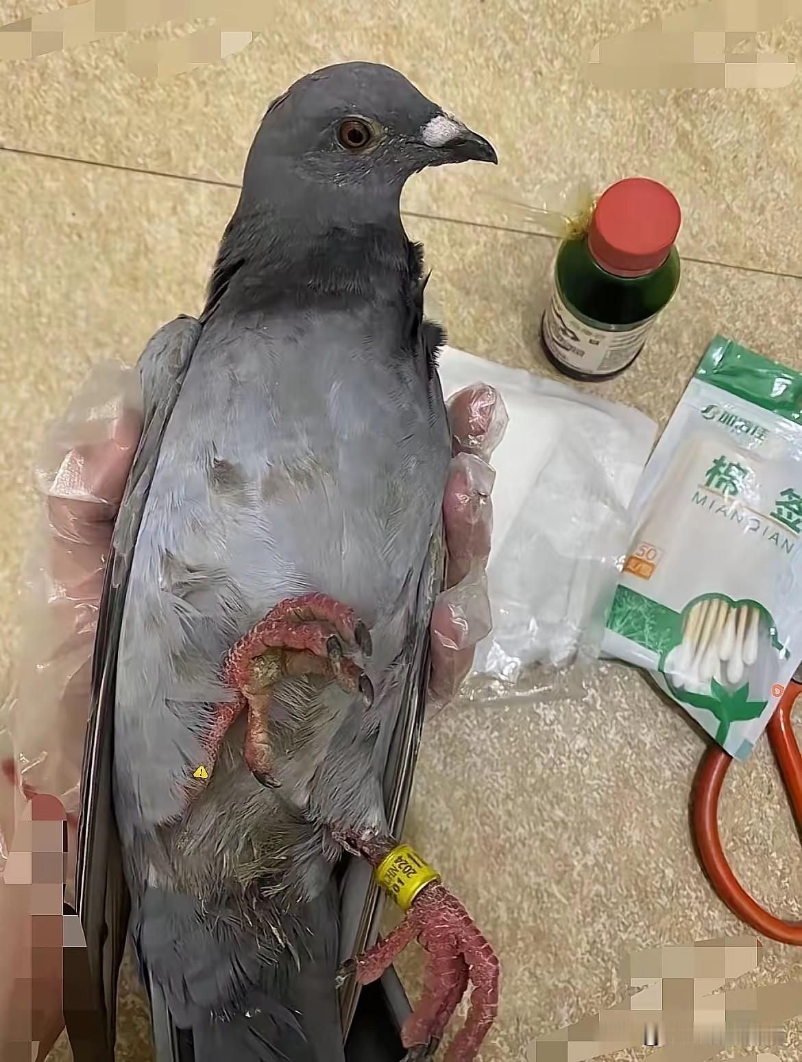 看到回家的阅兵鸽，我瞬间泪目了

鸽子双腿都受伤了，鸽子完成阅兵任务后，开始返家