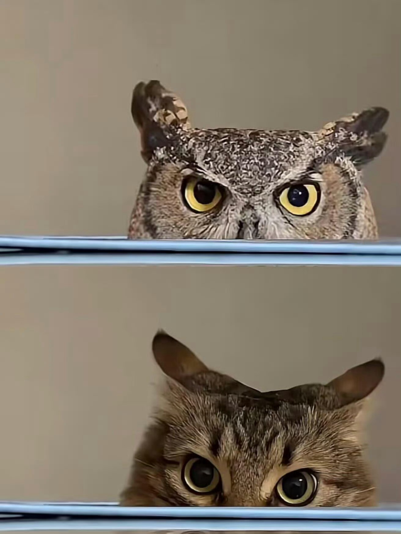 猫头鹰姓猫的原因 ​​​
