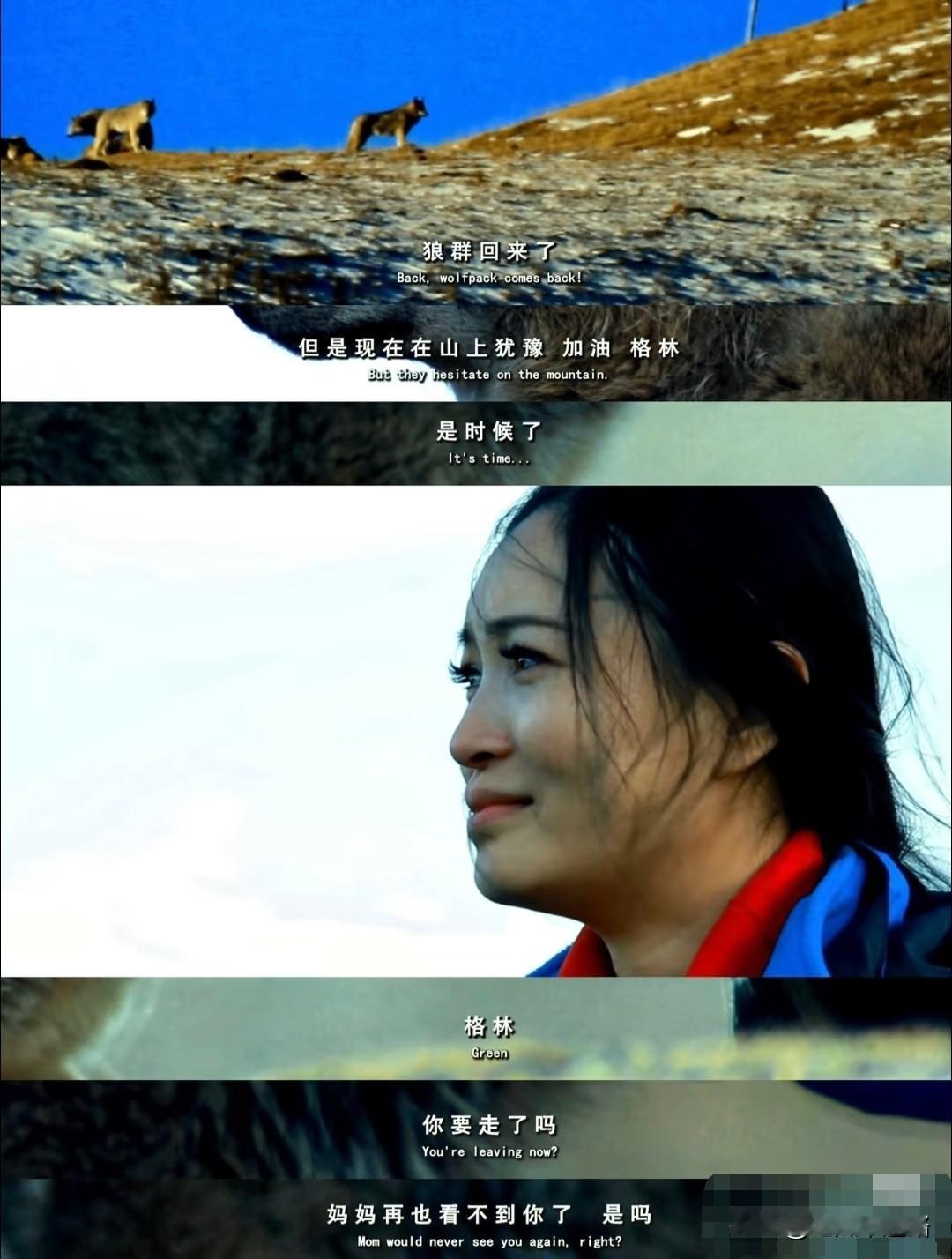 千万别轻易看《重返狼群》！
除非你提前备好一整包纸巾，
不然真的会哭到停不下来。
