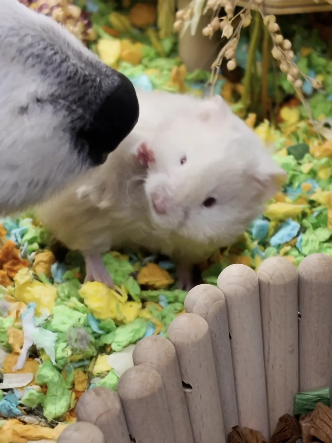 初次见面 你好 一鼻子吹飞