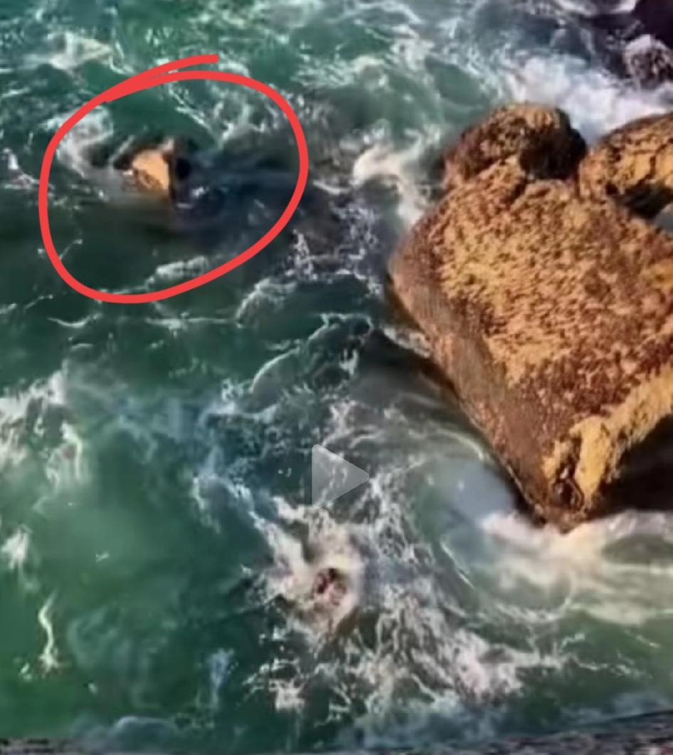 这个人的体力真好，到最后为了活命也是拼了，好不容易上岸爬着走， 肯定累的精疲力竭