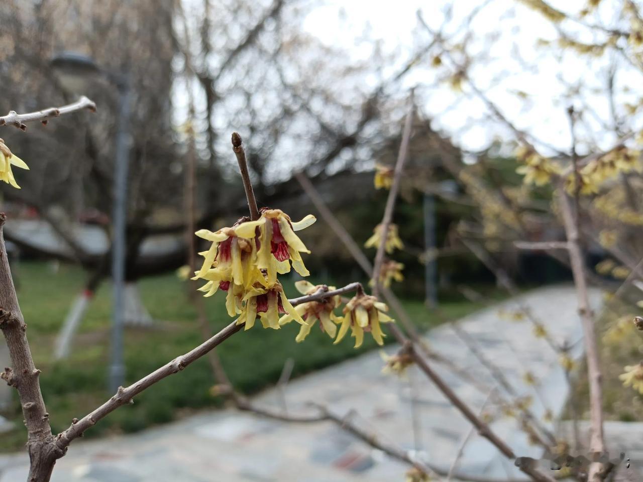 晒出你手机中盛开的花朵