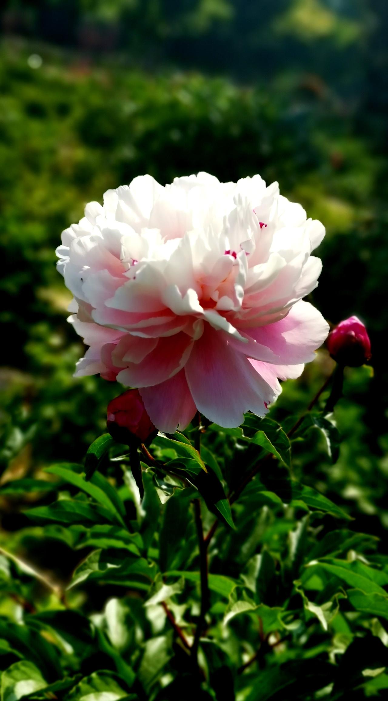 花相芍药，殿春使者。立夏已至，春意阑珊，芍药作为四月花神已完成使命，离开枝头，化