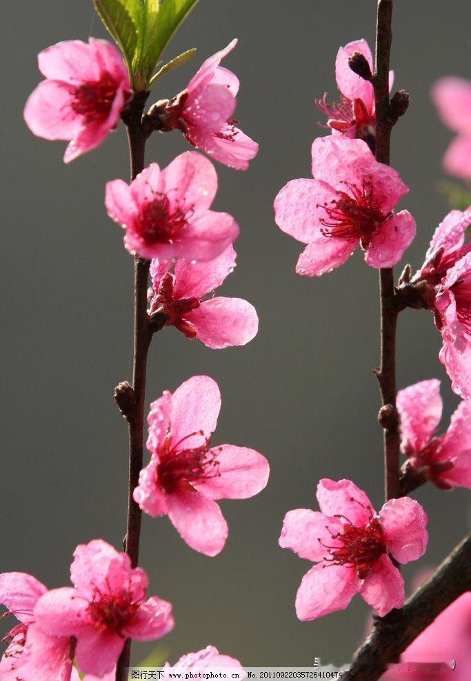 桃花园里桃花开
桃花开来桃花香
桃花香来桃花醉
桃花醉来桃花美
桃花美来美桃花