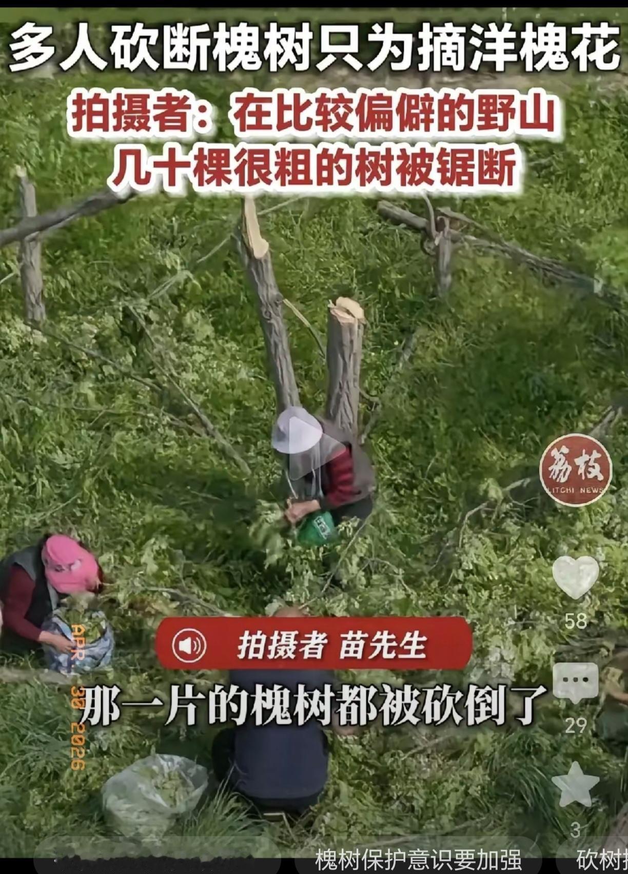 最近，市场上已经有许多新鲜的洋槐花了，因为已经到了吃槐花的季节了。

可是，这几