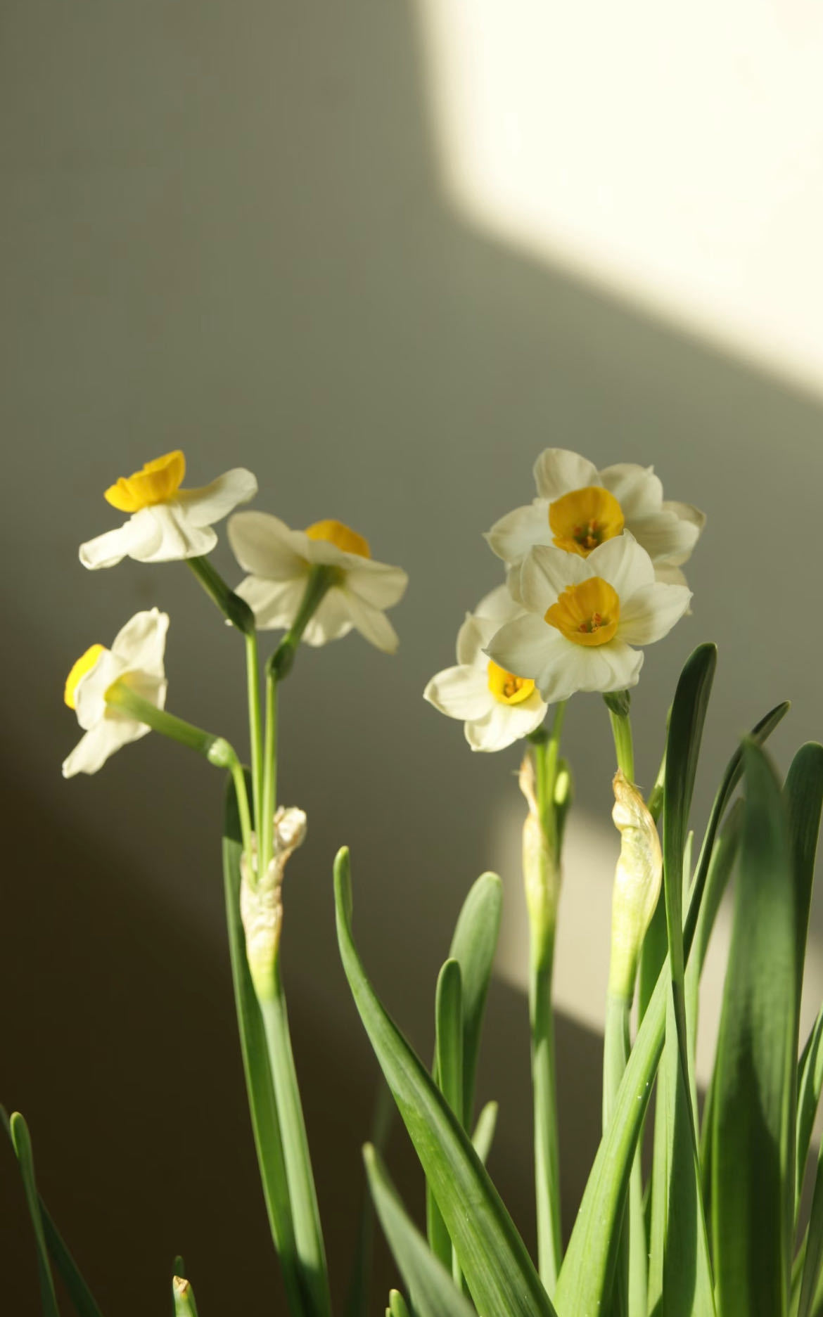 会跳舞的花有一种水仙叫舞蹈家 花中舞者非它莫属，轻盈姿态自带韵律，静静盛开也美得