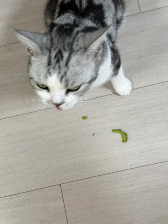 一只爱吃青菜的小猫轻轻碎掉了