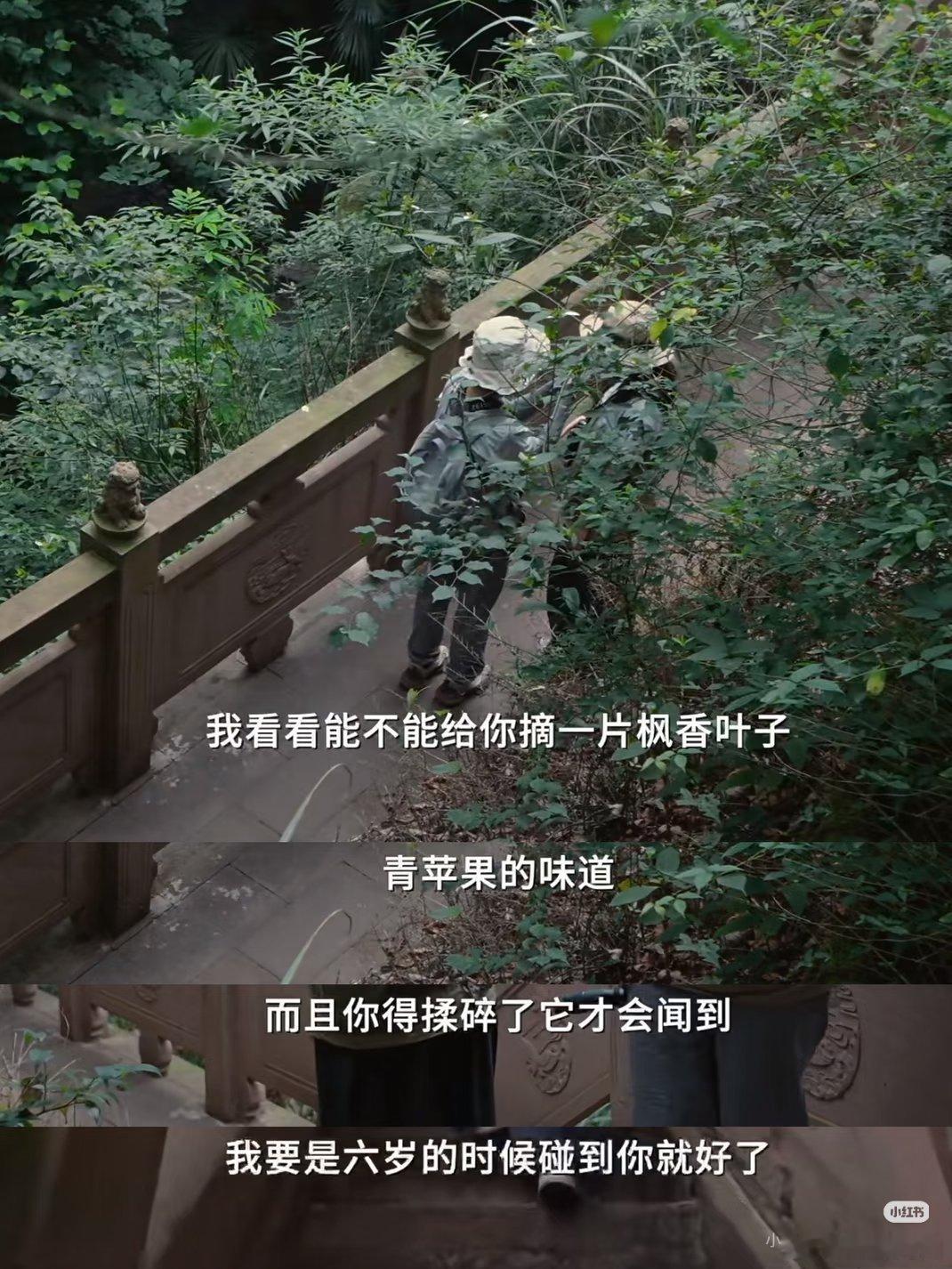 鸟鸟和雨珈的这一期视频，真的说到了心坎里。自然与生命，可以治愈人类，而大多数时候