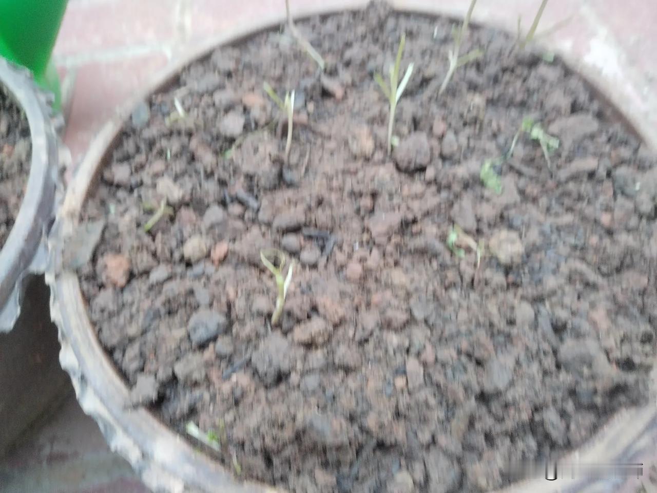 我育了三盆西兰花菜苗，放在屋内天井里。昨天中午，我在家里睡午觉，忘记了关大门，鸡