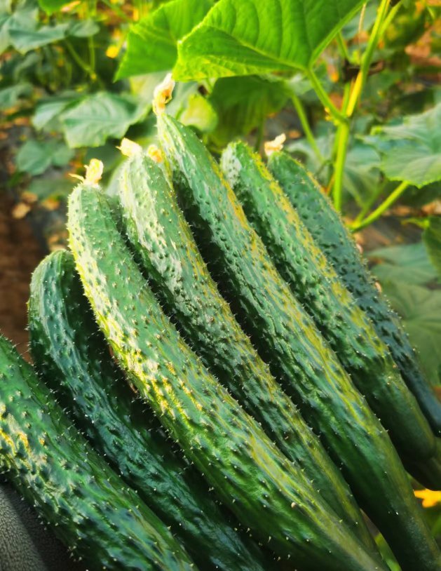 黄瓜种植方法一、选种催芽：选饱满优良干种子，50℃温水浸种20分钟，再转30℃温