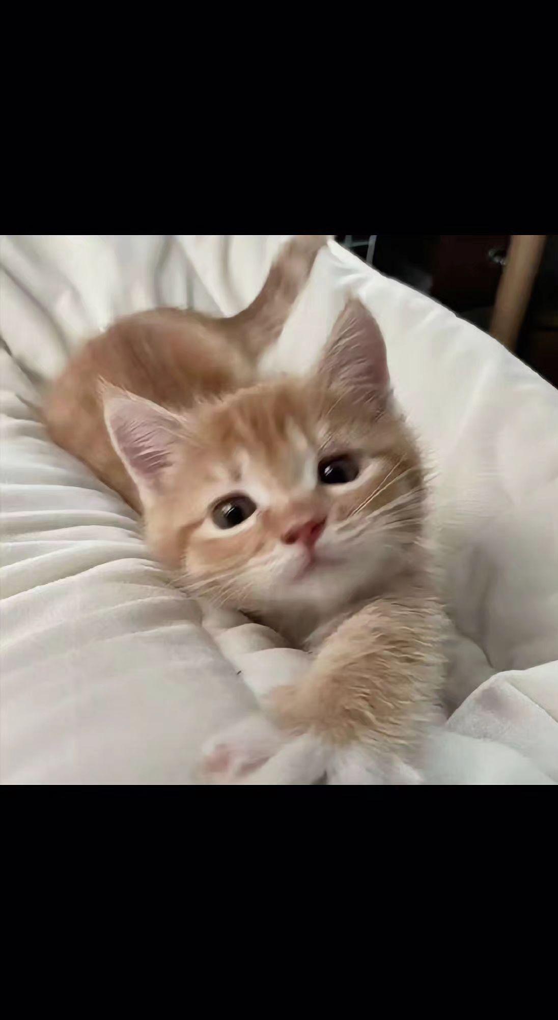 🐱奶橘卧云团，肉垫轻颤似春樱落瓣🌸。瞳孔盛着银河，心尖软成棉花糖☁️。