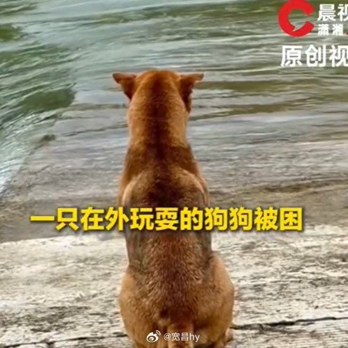 台风前狗狗被困水库主人绕村接回爱玩的狗狗遇上负责人的主人。安全第一哦。 西安·华