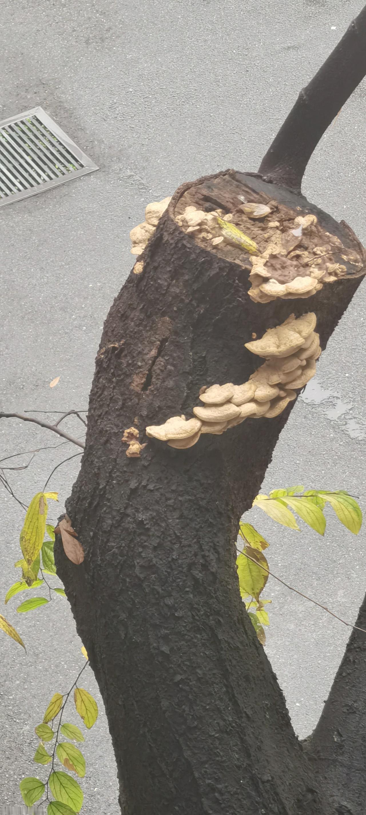 大家看看，这是小区树上长的蘑菇，看着像平菇模样，这能吃吗？