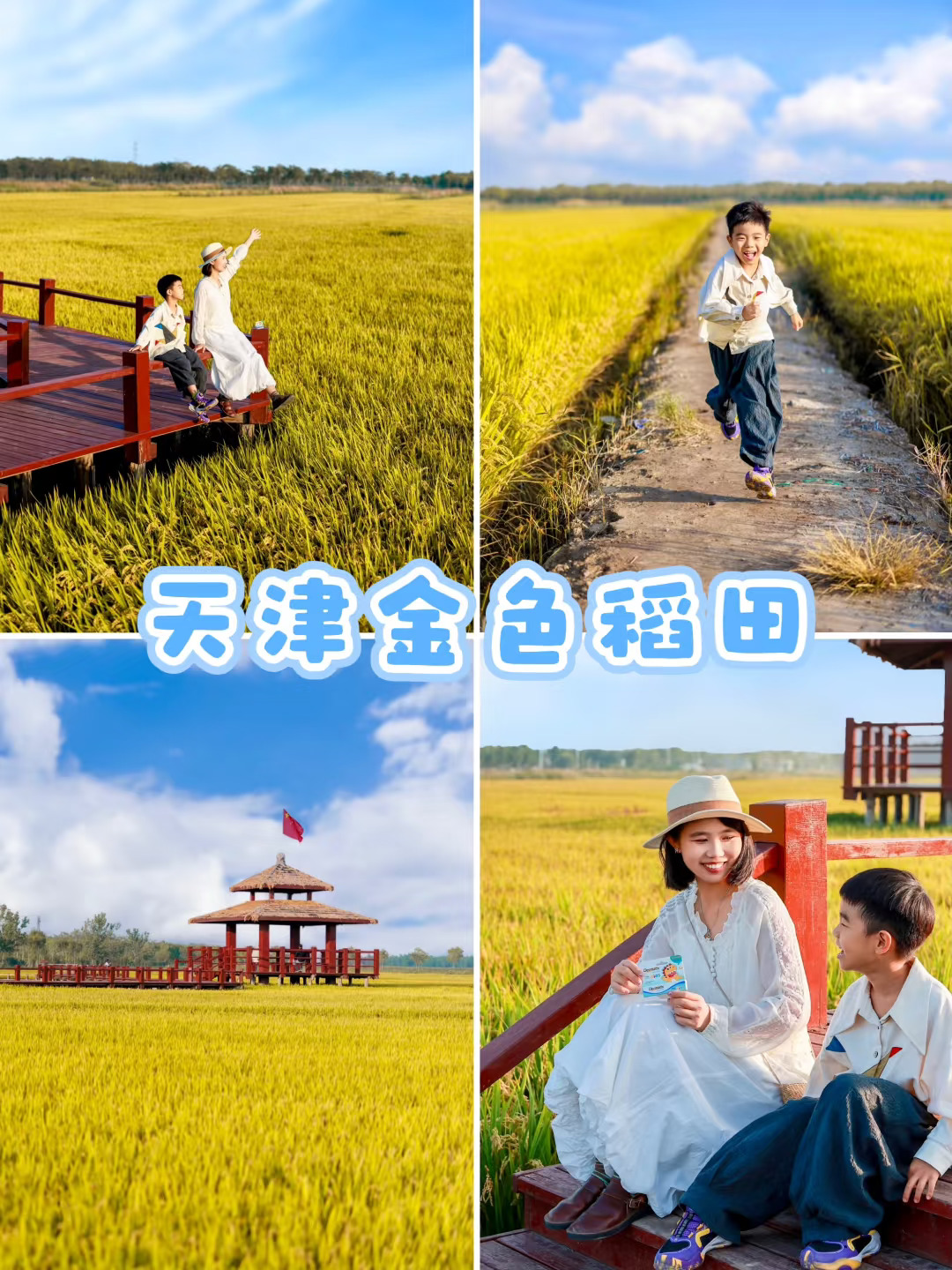 天津童话般的金色稻田，地铁1⃣️号线直达❗️