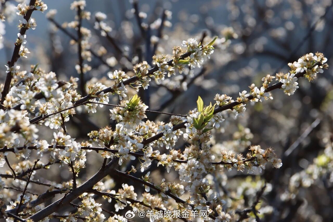 #晚安#磕磕绊绊走过的路，往往藏着意想不到的收获。生活里好多“没用”的经历，其实