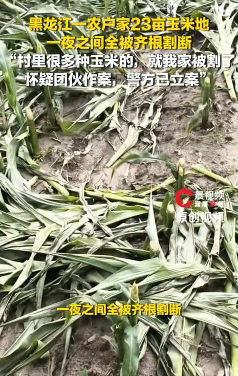毫无人道！23 亩即将进入灌浆成熟期的玉米，一夜之间被人齐根割断，整片农田彻底绝